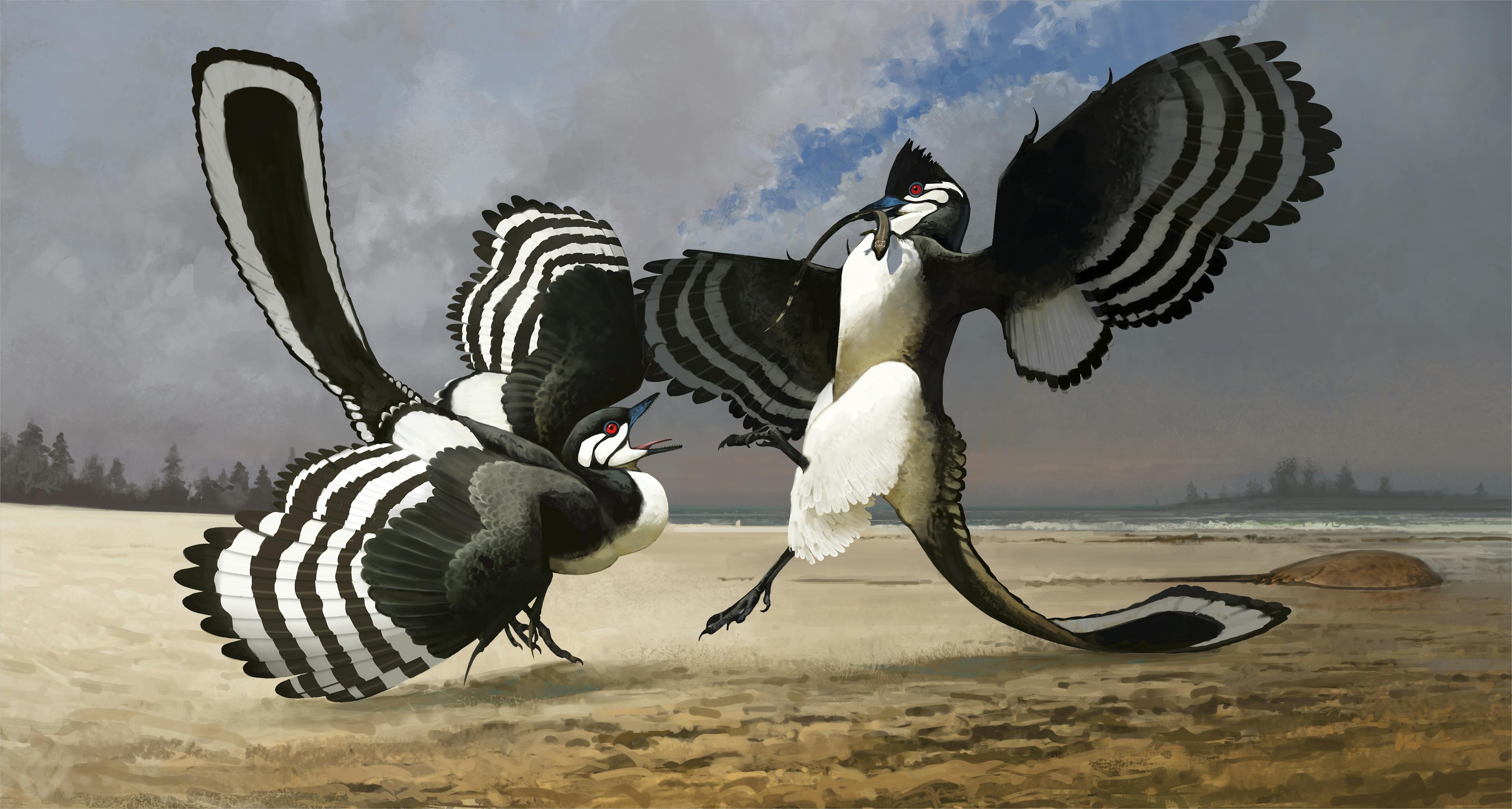Artist's rendering of two Archaeopteryx fighting over a small lizard that one is holding in its mouth
