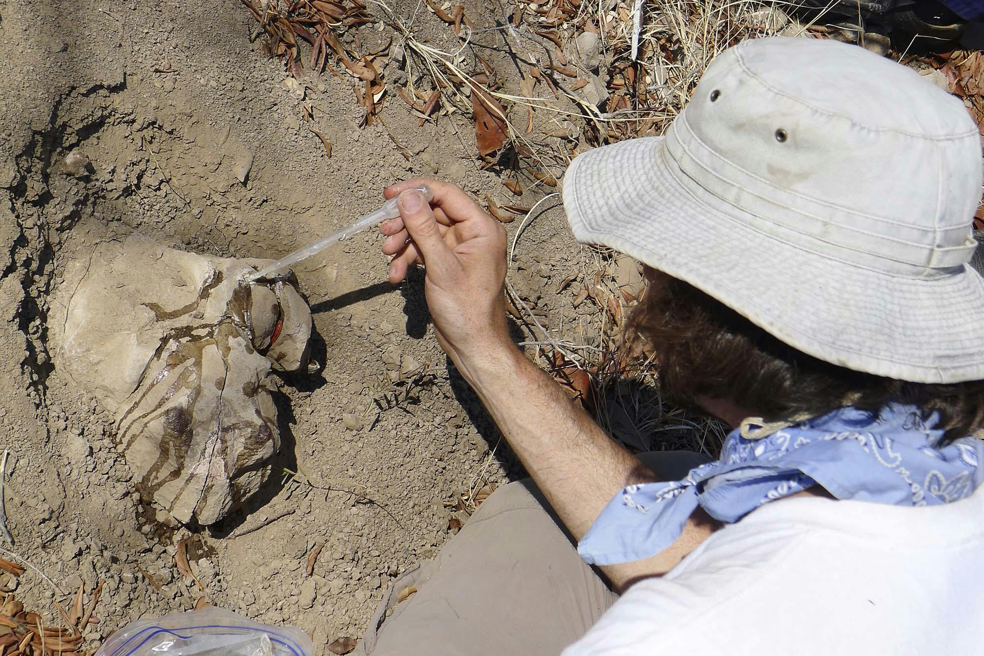 Looking down on a man holding a pipette and applying a liquid to a fossil dicynodont skull that is still partially buried in the ground.