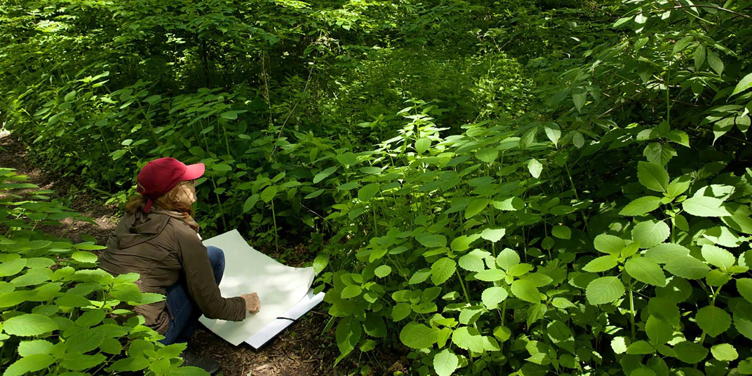 A woman drawing on a large sheet of paper, in a forest of bright green, leafy plants