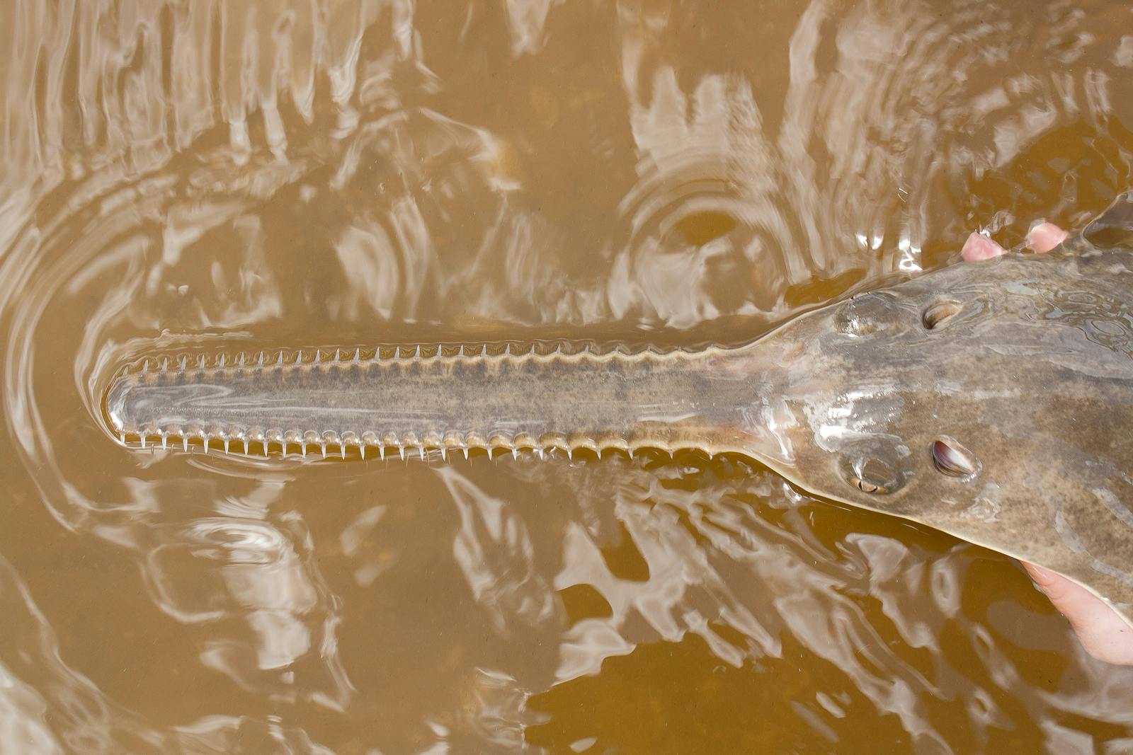 Image for Sawfish “Virgin Birth” Discovery
