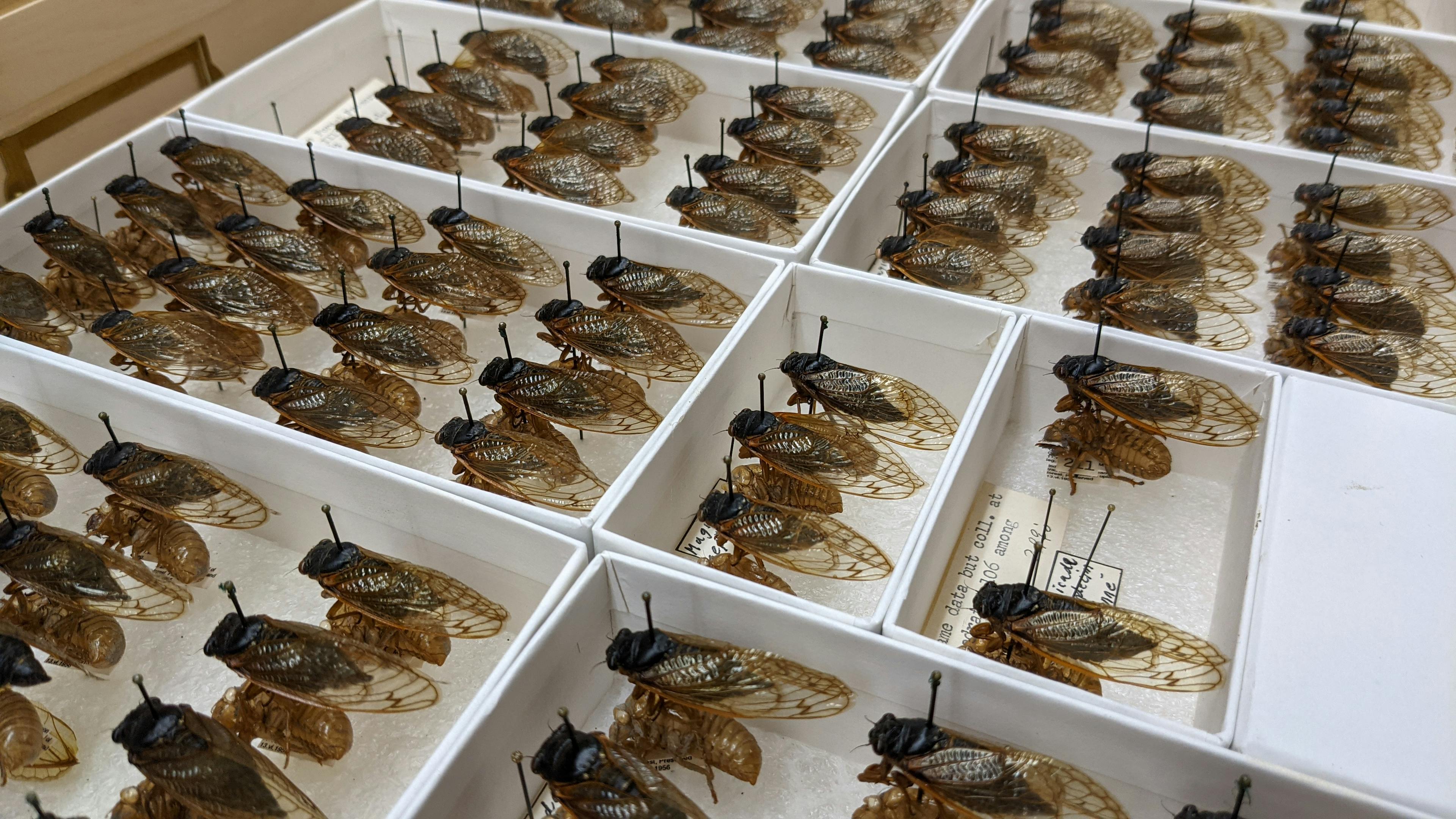 pinned cicadas in a museum collection