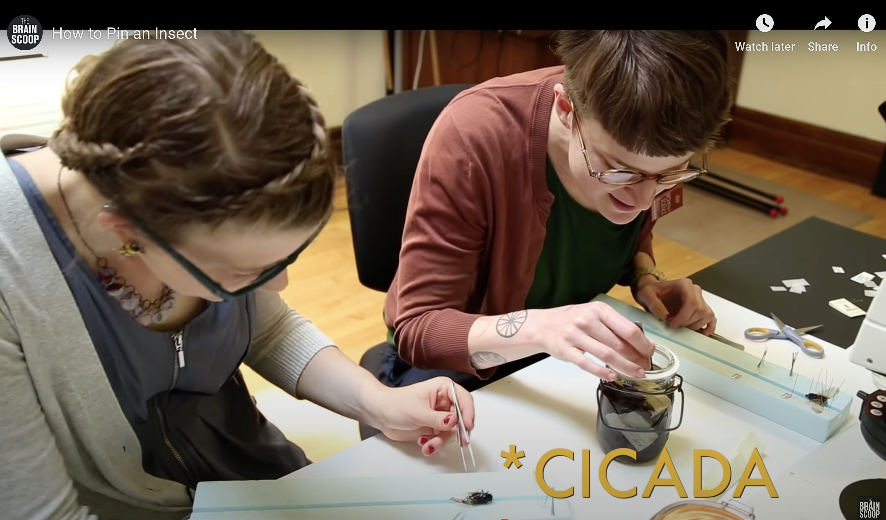 two people working with insect specimens