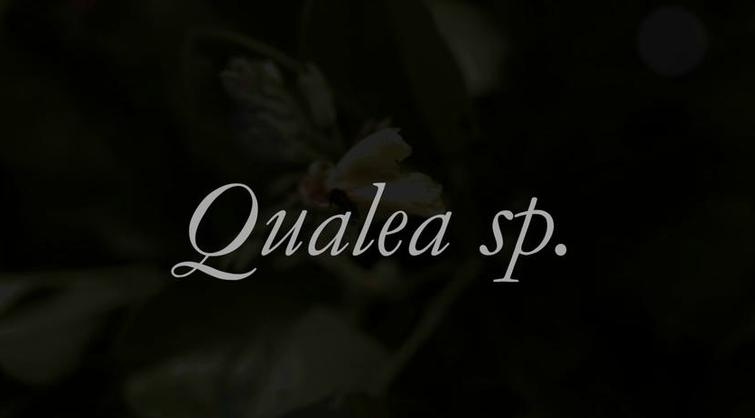 The words "Qualea sp" in white script against a dark photograph of foliage and a white flower