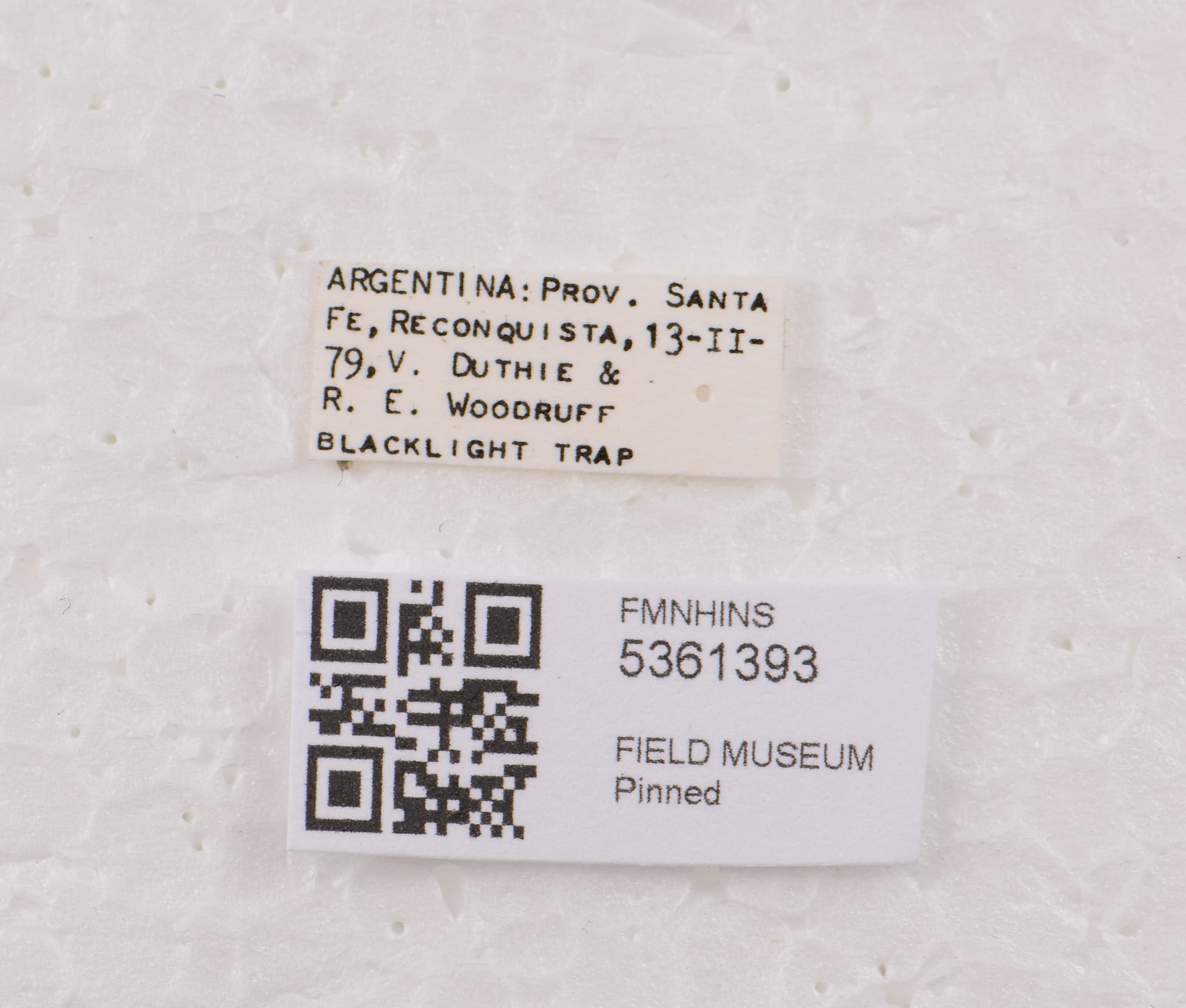 5361393 Lathrobium labels IN