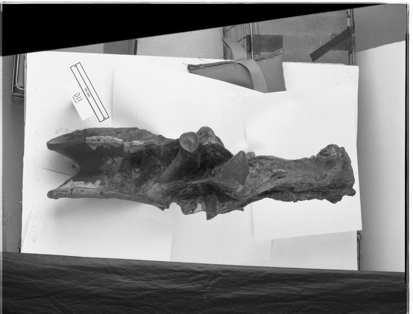 SUE T.rex vertebrae