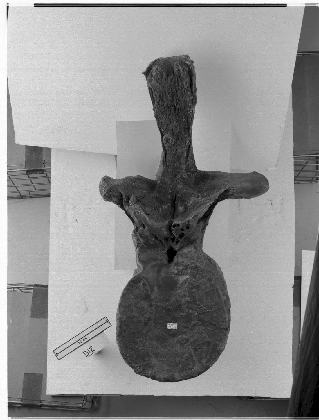 SUE T.rex vertebrae