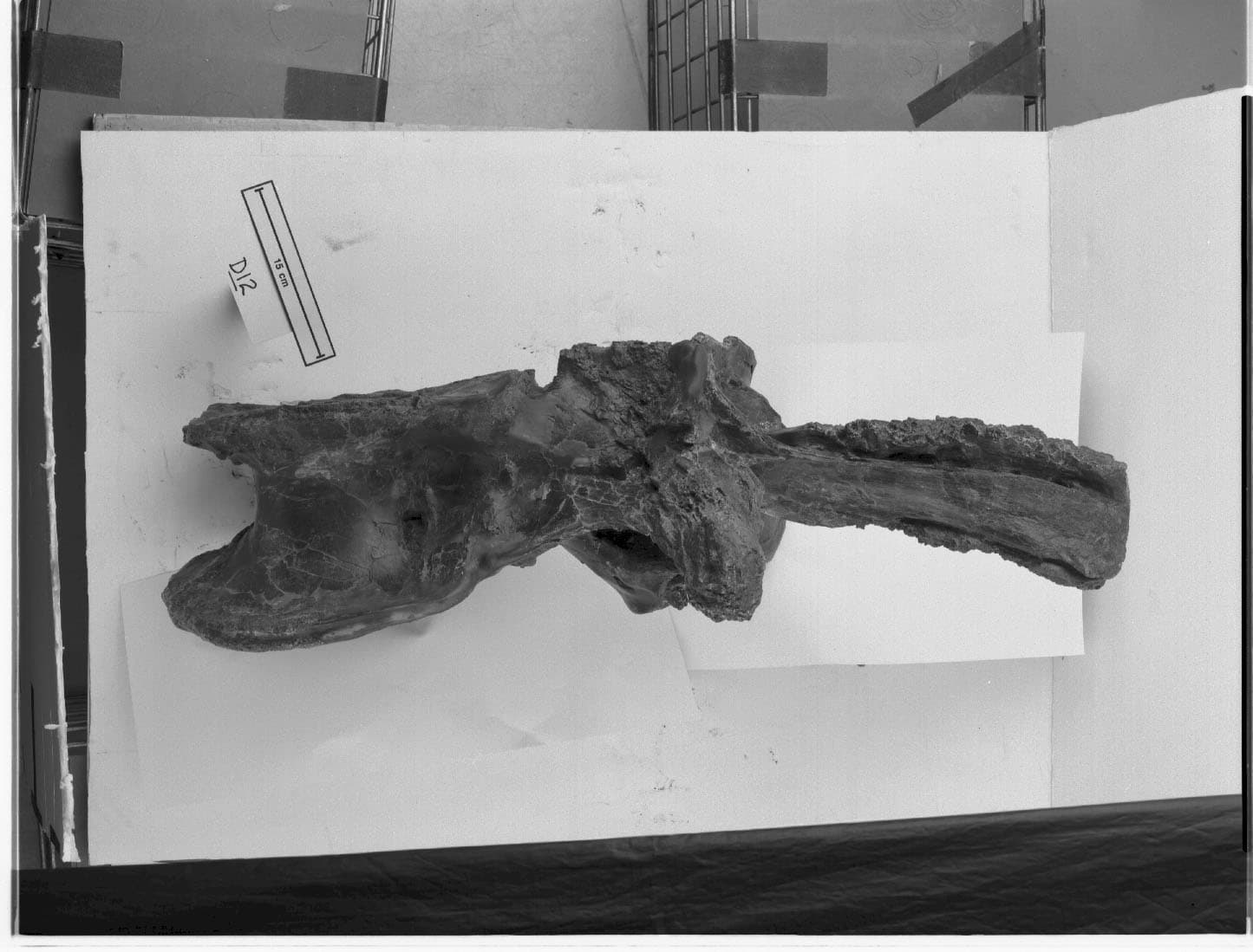 SUE T.rex vertebrae