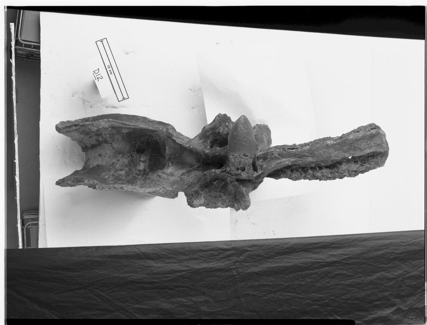 SUE T.rex vertebrae