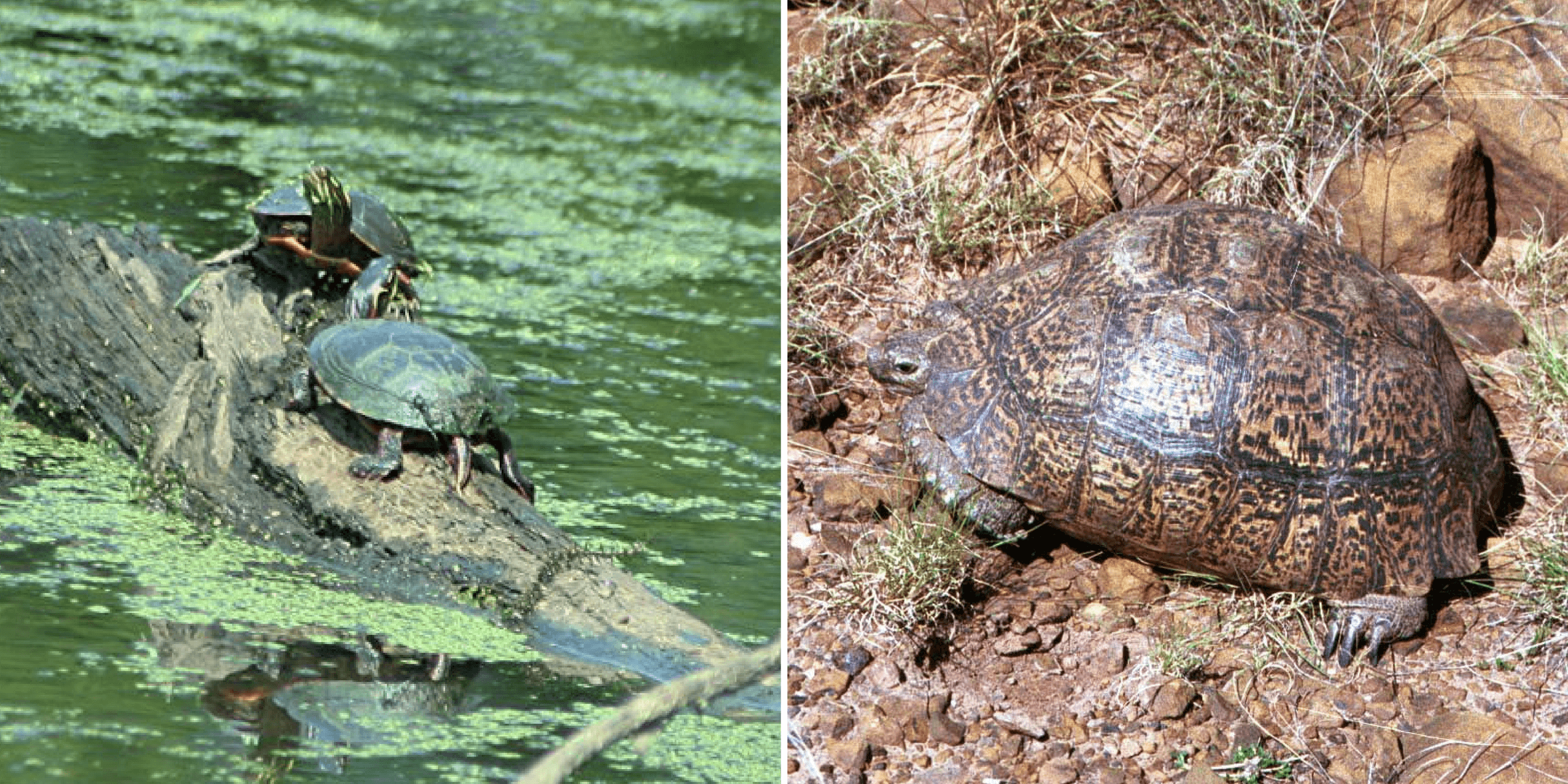 Left: Two green turtles on a log in a lake with green algae. Right: A large brown turtle with a tall shell sitting among rocks and grass.