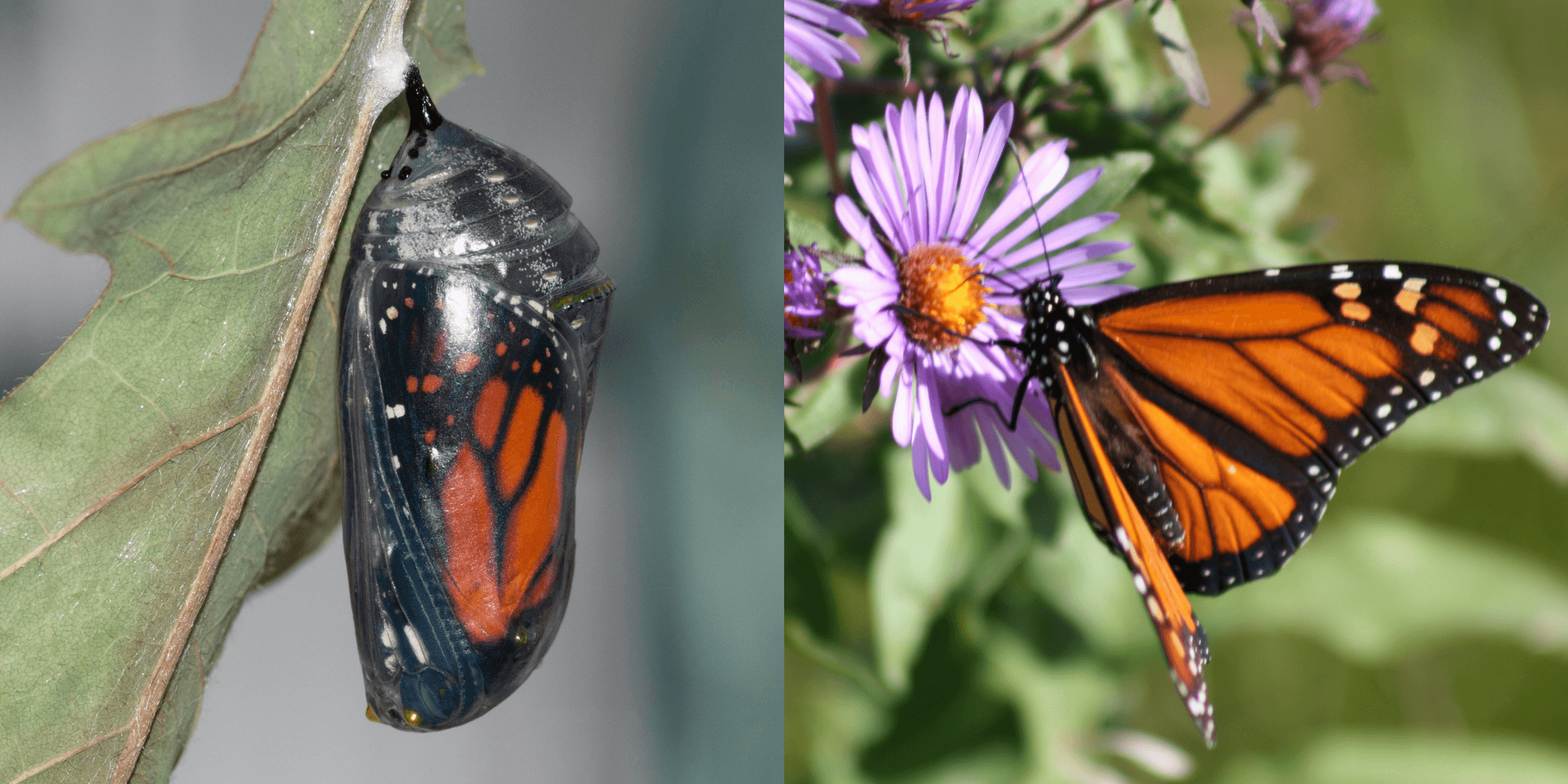 A butterfly cocoon, and an orange and black butterfly on a purple flower.