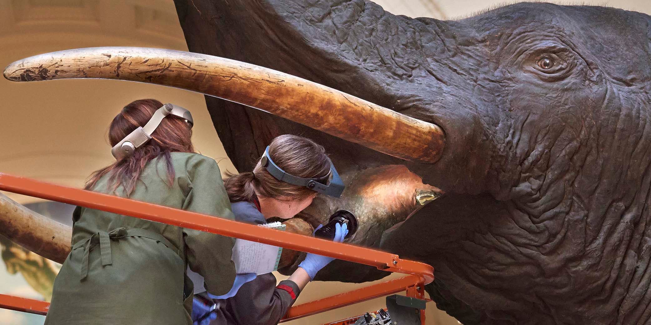 Two women wearing headlamps peer into the mouth of a large taxidermy elephant