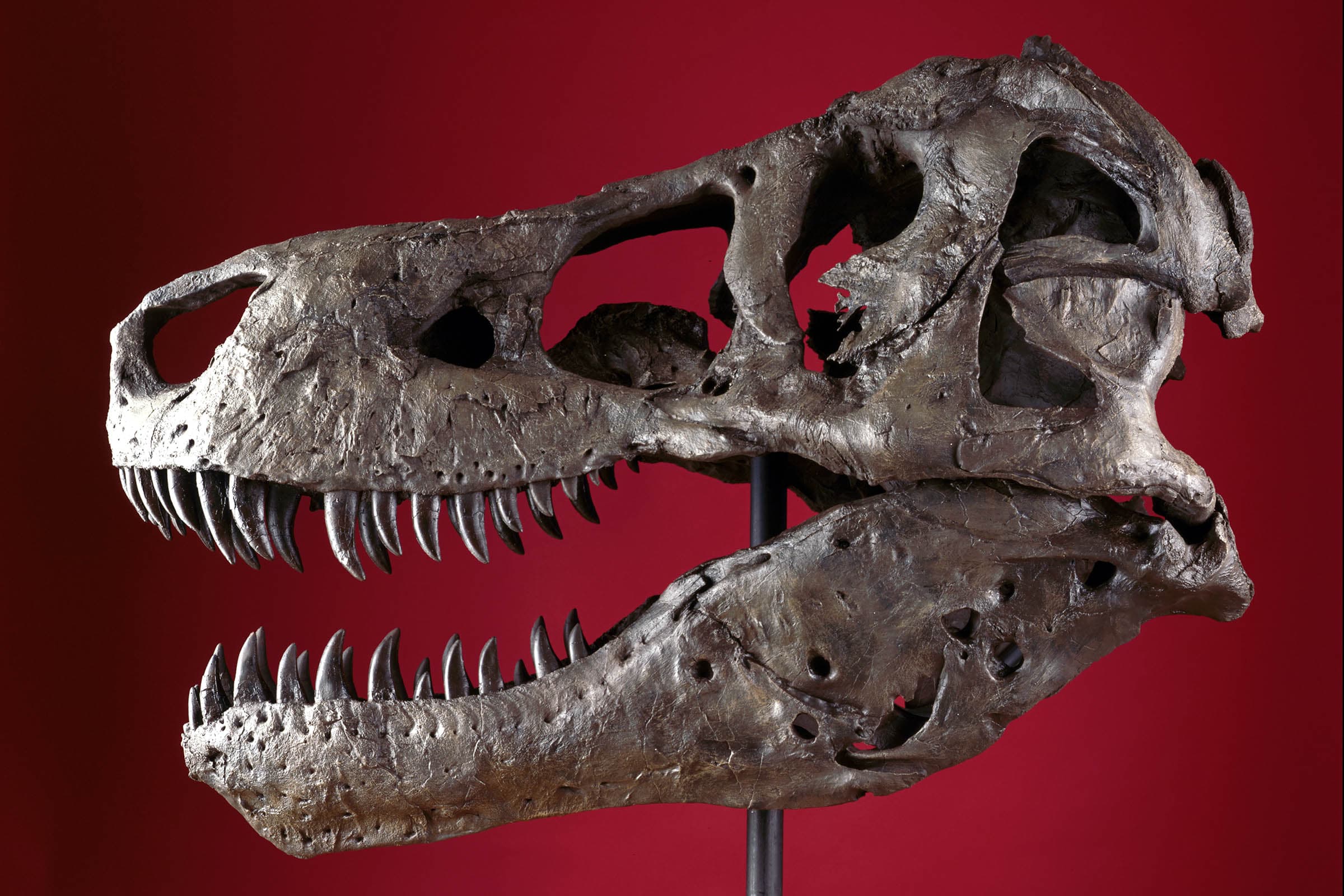 Side view of a Tyrannosaurus rex skull mounted on a pole, in front of a dark red background. The skull is brown in color and a little bit shiny, and its mouth is slightly open showing rows of sharp, curved teeth.