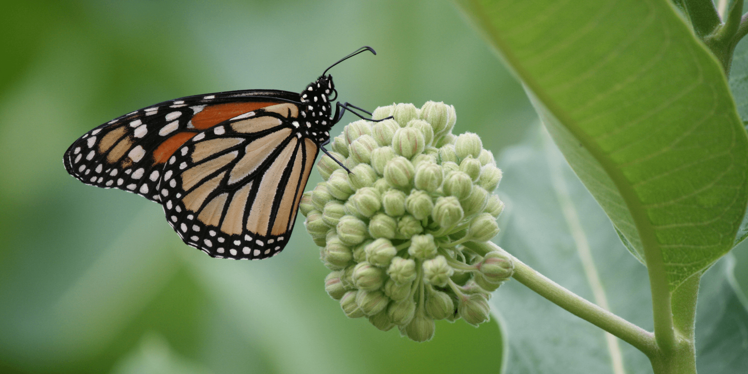 Close-up of an orange and black butterfly perched on a group of small, unopened flowers