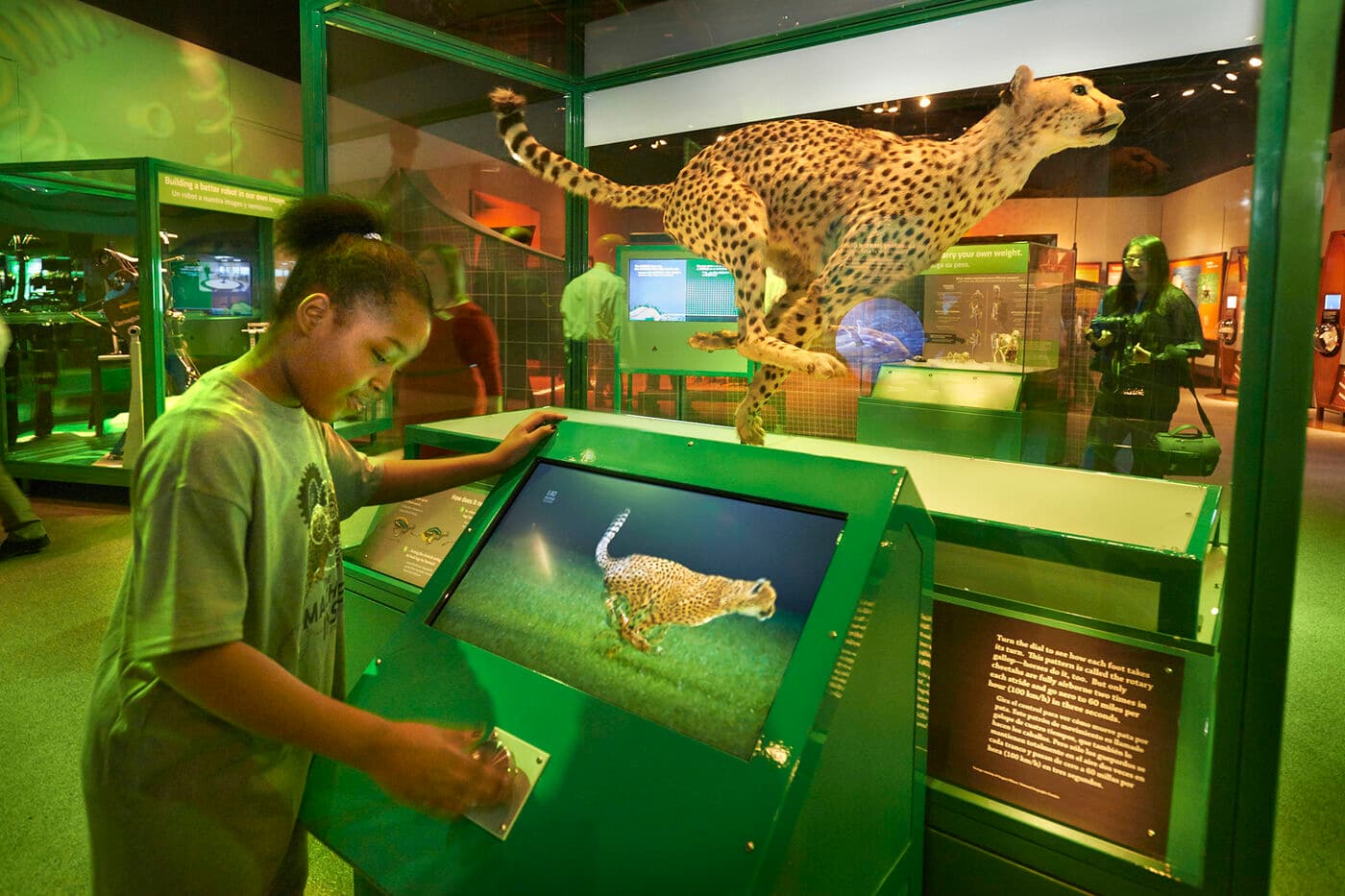 In a digital interactive, adjust a cheetah’s speed to see how its spine springs into action when it runs.