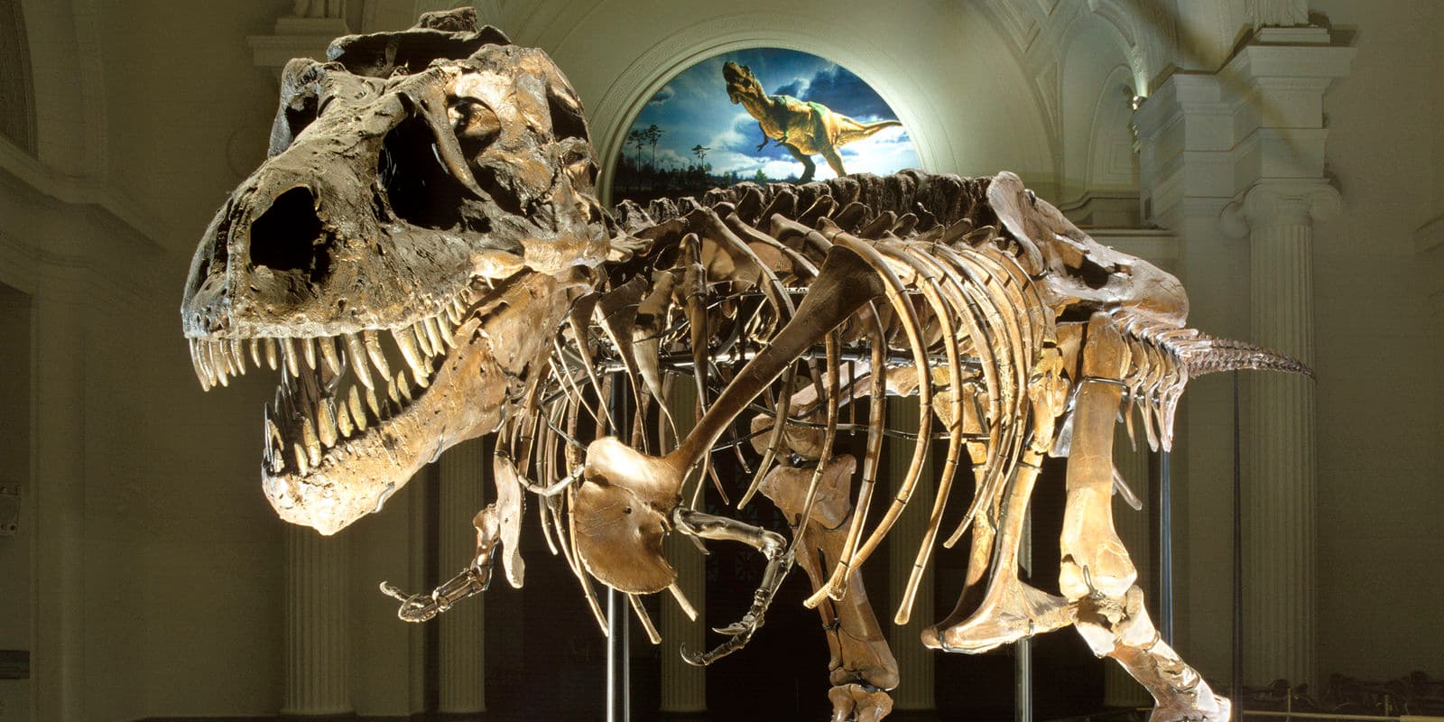 Photo of dinosaur skeleton
