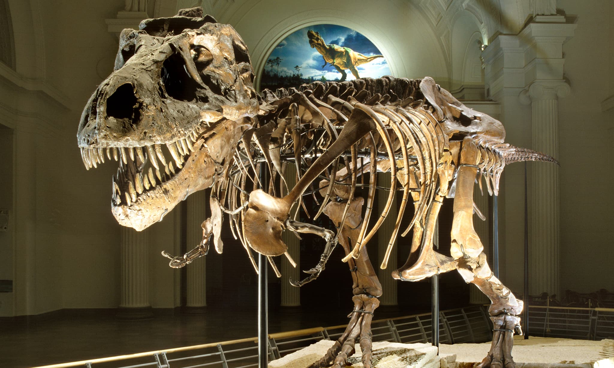 SUE the T.rex fossil skeleton