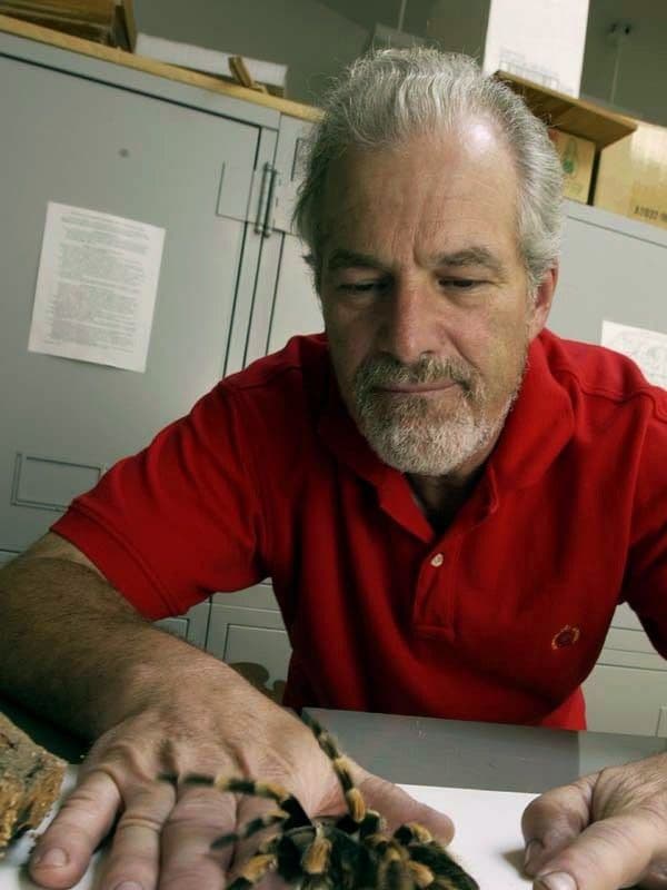 A man in a red shirt calmly holds his hand flat on a table top while and orange-and-black tarantula steps onto his fingers.