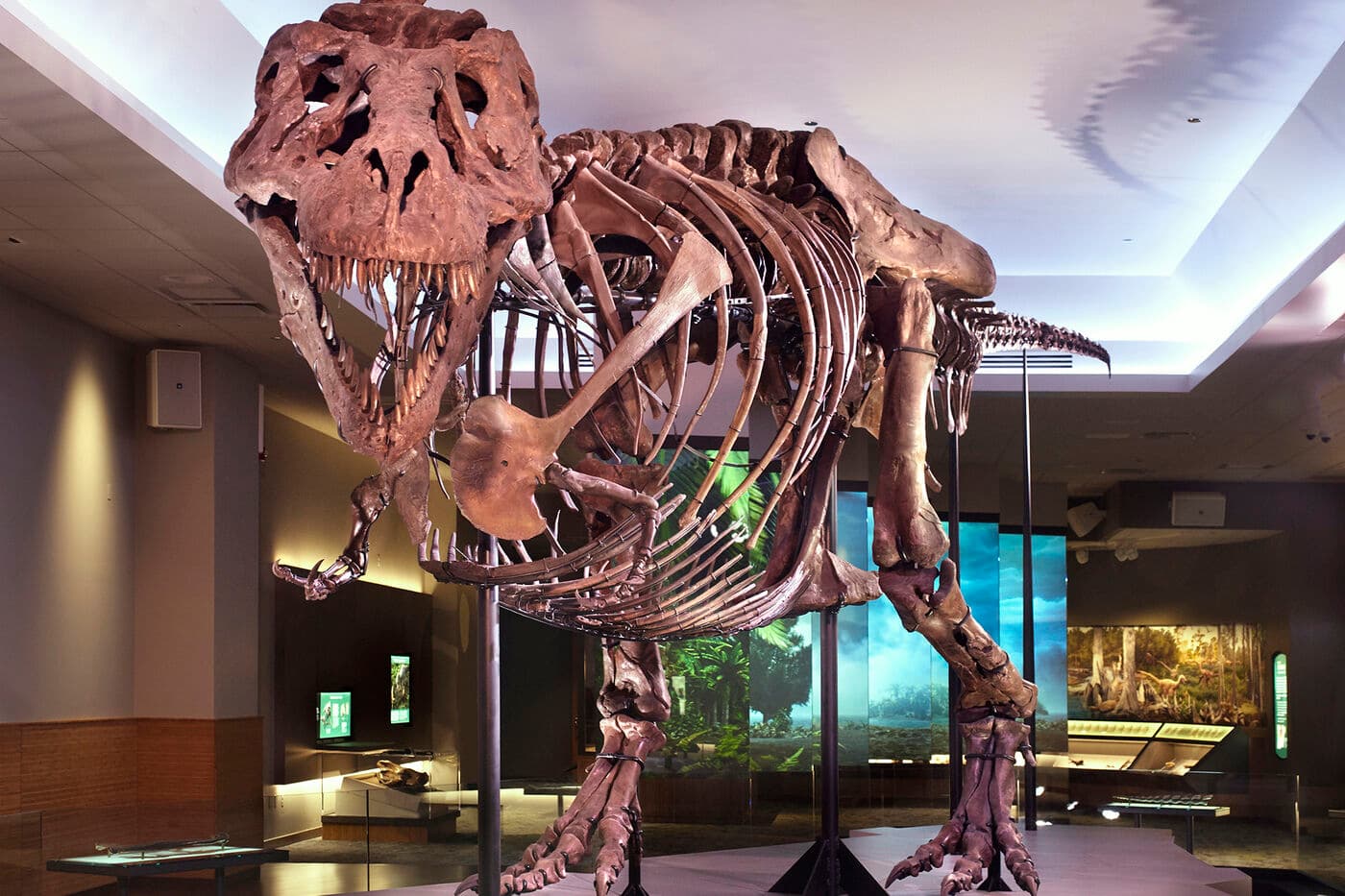 SUE the T. rex fossil in their exhibition space, looking directly from the front.