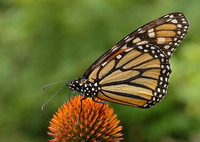 An orange and black butterfly perched on an orange flower center