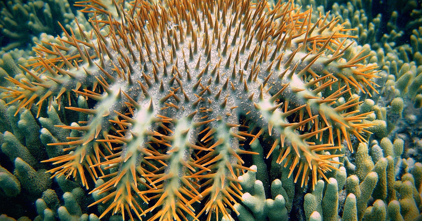 An underwater view of a star fish whose many pale-green arms are covered in orange spikes