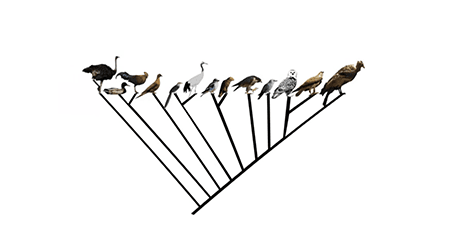 an evolutionary tree of birds against a white background