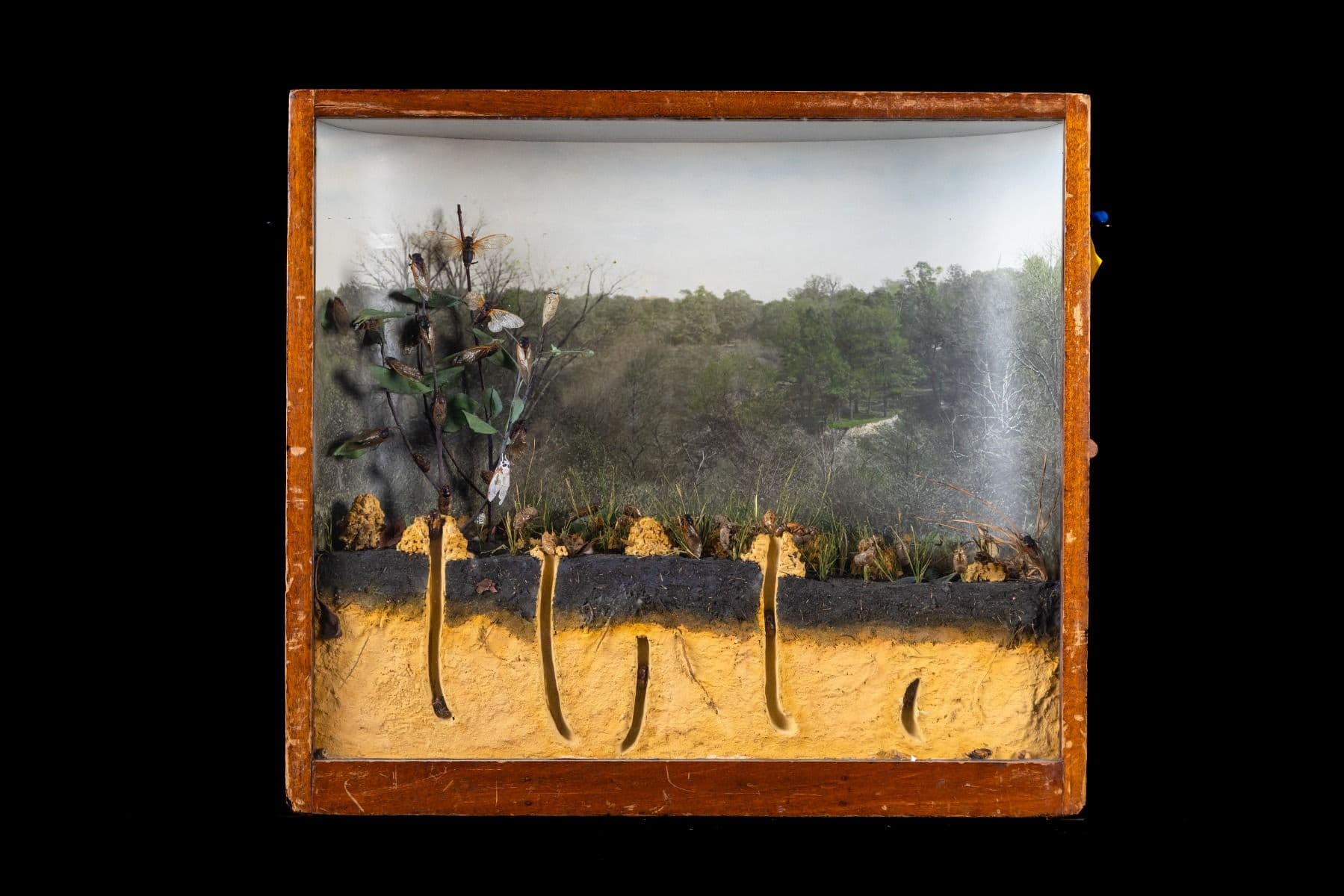 A museum display case with a cut-away of several inches of soil, showing the tunnels dug by emerging cicadas