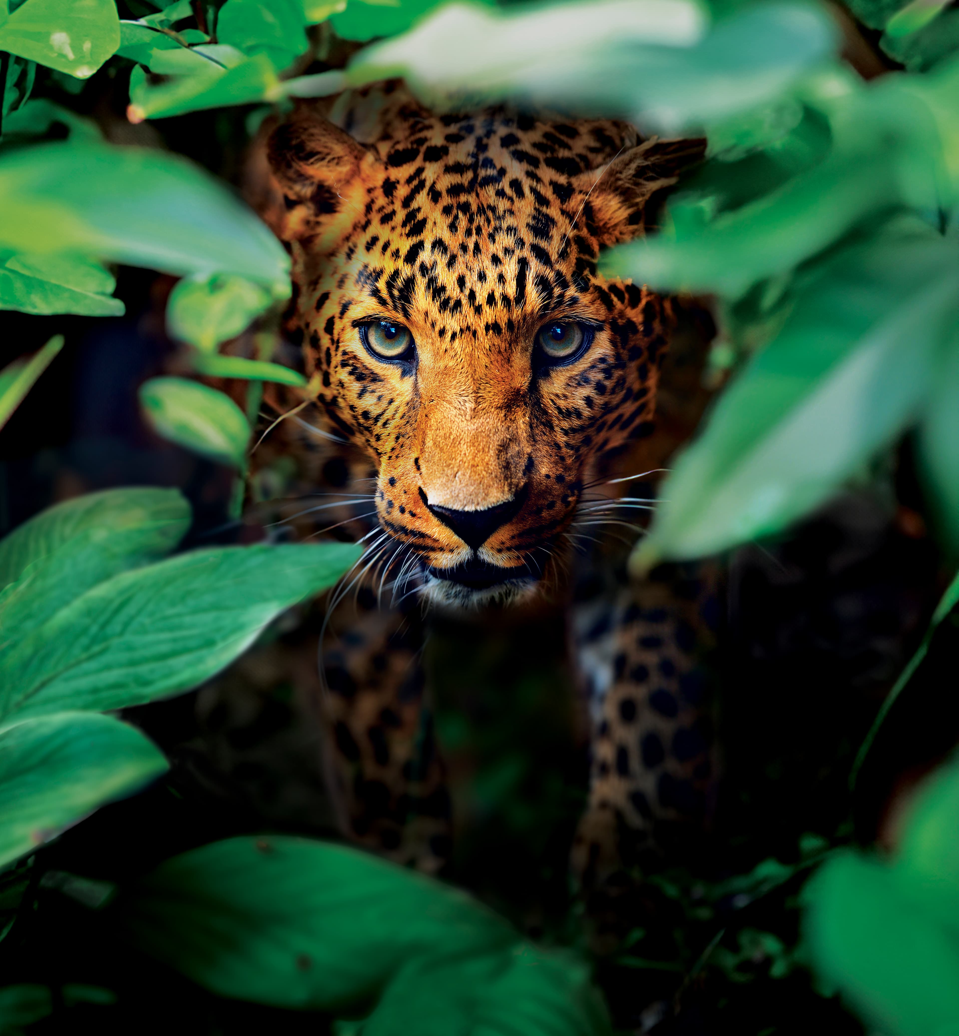 A leopard peaking through some plants.