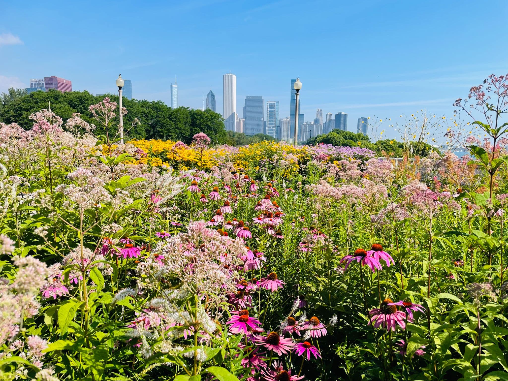 A native flower garden, with purple and yellow flowers and a city skyline in the background