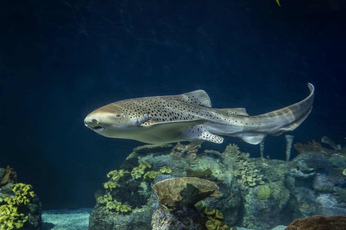A zebra shark swimming above a coral reef in an aquarium