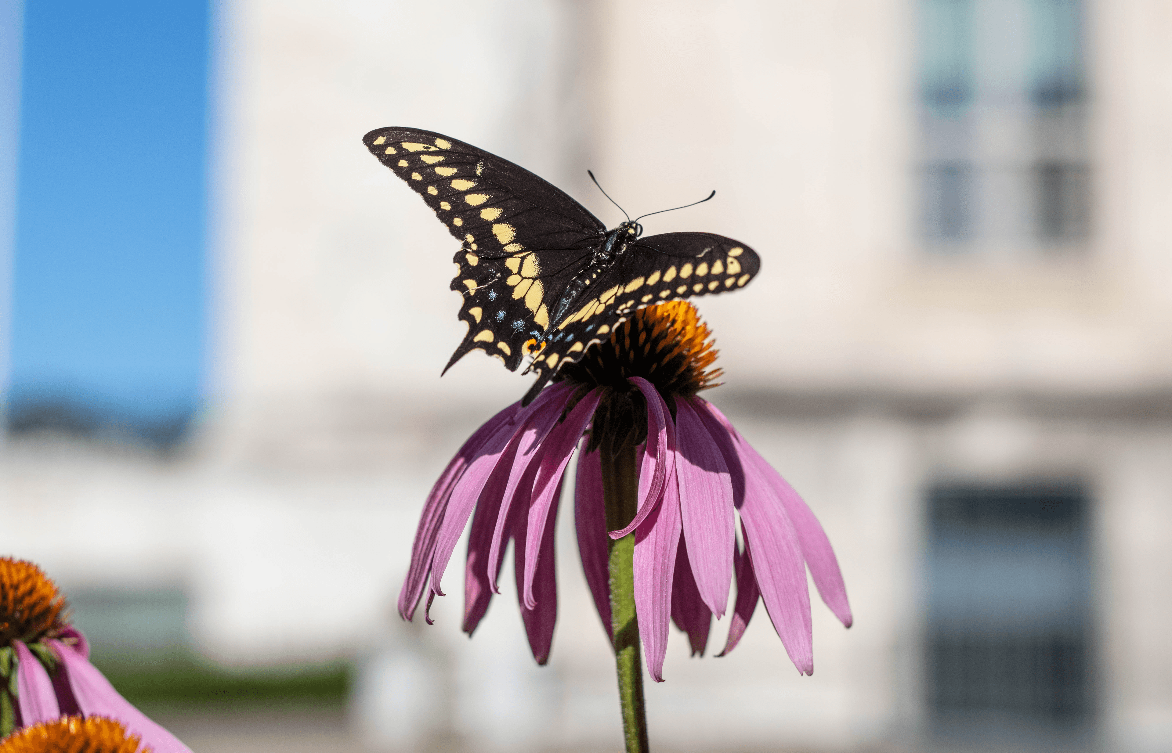 A black and yellow butterfly perched on a purple coneflower