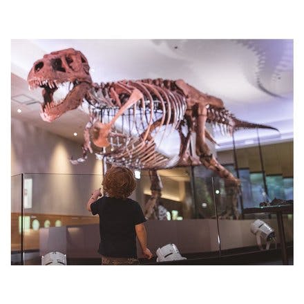 Took a Field [Museum] trip to show Wally and CJ my friend, sue_the_t_rex. She inspired him to want to rampage the big city.
.
.
.
#museum #chicago #dinosaur #dinos #trex #illinois #SUEsWorld