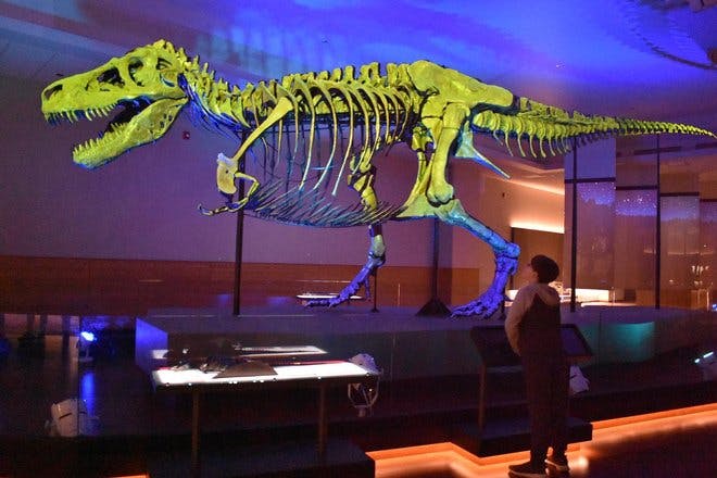 Tyrannosaurus rex, Sue FMNH PR 2081, Field Museum Chicago IL 04-27-19

#nationalfossilday #tyrannosaurusrex #trex #sue #fieldmuseum #theropod #fossil #jurassicpark #dinosaur