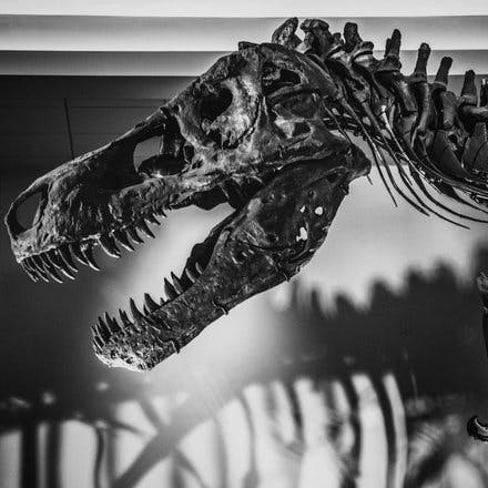 I recently went to Chicago and visited Sue, The T-Rex at the Field Museum.  If you get a chance,  go!  It's amazing! 

#fossils #sue #suethetrex #suethedinosaur #dinosaur #dinosaurs #dinosaursofinstagram #fossil #fieldmuseum #chicago #chicagomuseum #trex #tyrannosaurusrex #shadows #photographersofinstagram