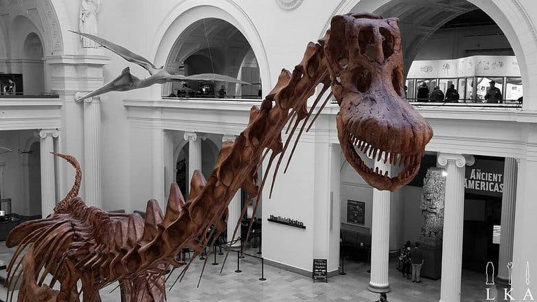Máximo (maximum/most) is the largest dinosaur discovered to date.  It stands 122 across and 28 feet tall. The bones for this model were discovered in Argentina and then cast. Máximo weighed about 70 tons.
Find out more: https://www.fieldmuseum.org/exhibitions/maximo-titanosaur
fieldmuseum
📸: October 10, 2018
#fieldmuseum #museumcampus #museumphotography #museums
#hellomáximo #photooftheday #photo #photography📷 #photography #chicago #chicagoart #chicagoland #dinosaur #dinosaurs #dino #bones #anatomy #bone #museumphoto #museumofnaturalhistory #museumlover #science #archeology
