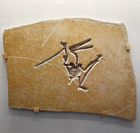 “This fossil is so well preserved that you can count all of its fingers. Look at the three small fingers on each hand: beside them is a very long fourth “ring” finger that is part of the pterosaur’s wing.”

Pterosaur [Pterodactylus antiquus], Late Jurassic (164-145 MILLION YEARS AGO), Eichstatt, Germany. fieldmuseum 

#closelooking #mementomori