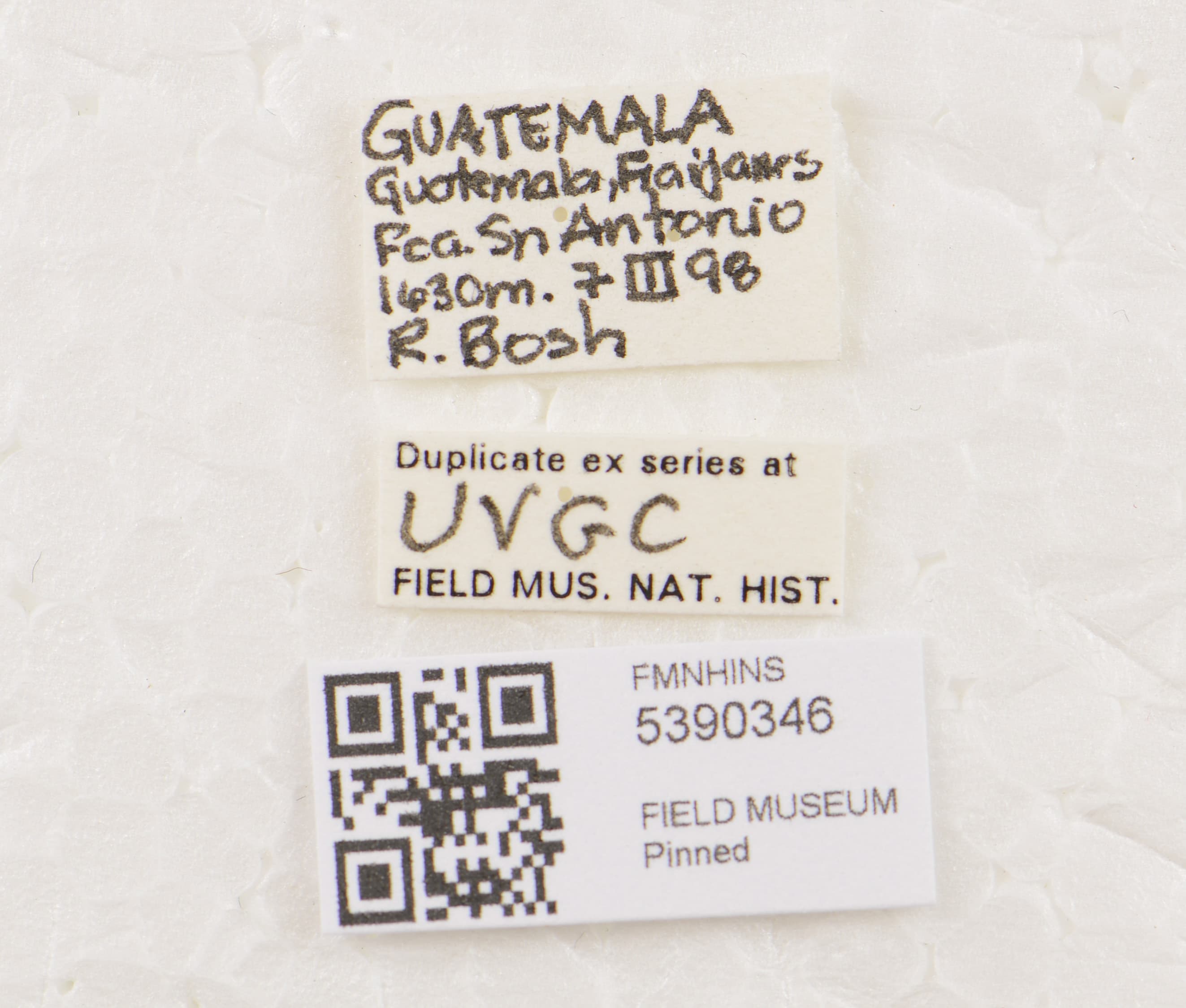 5390346 Homaeotarsus labels IN