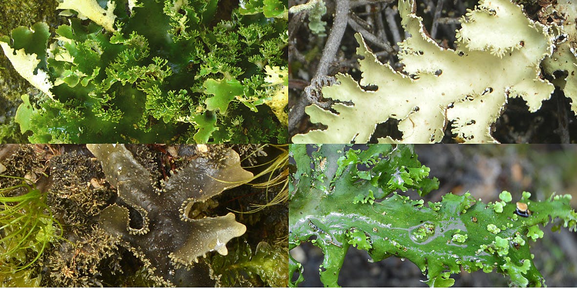 A selection of lichens with baby lichens (tiny phyllidia and lobules destined to form new lichen individuals)