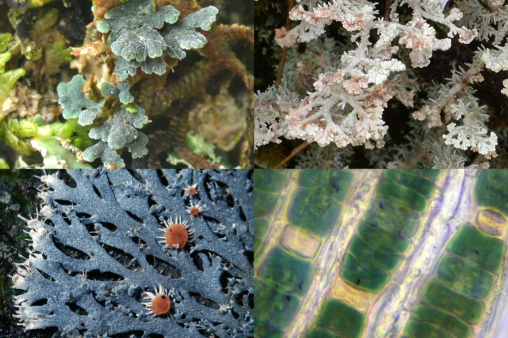 Lichens: a lasting relationship like farmers and crops