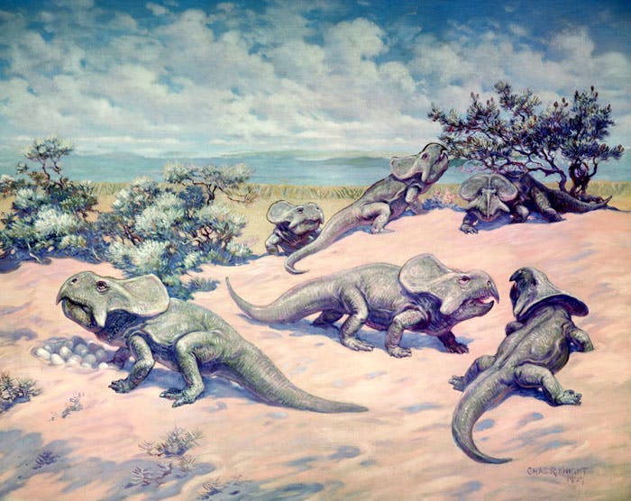 In a 1922 Charles Knight mural, a group of Protoceratops gather on a sandy hill, one watching over a clutch of eggs, while two stand nearby. Another in the background eats leaves from a small tree.