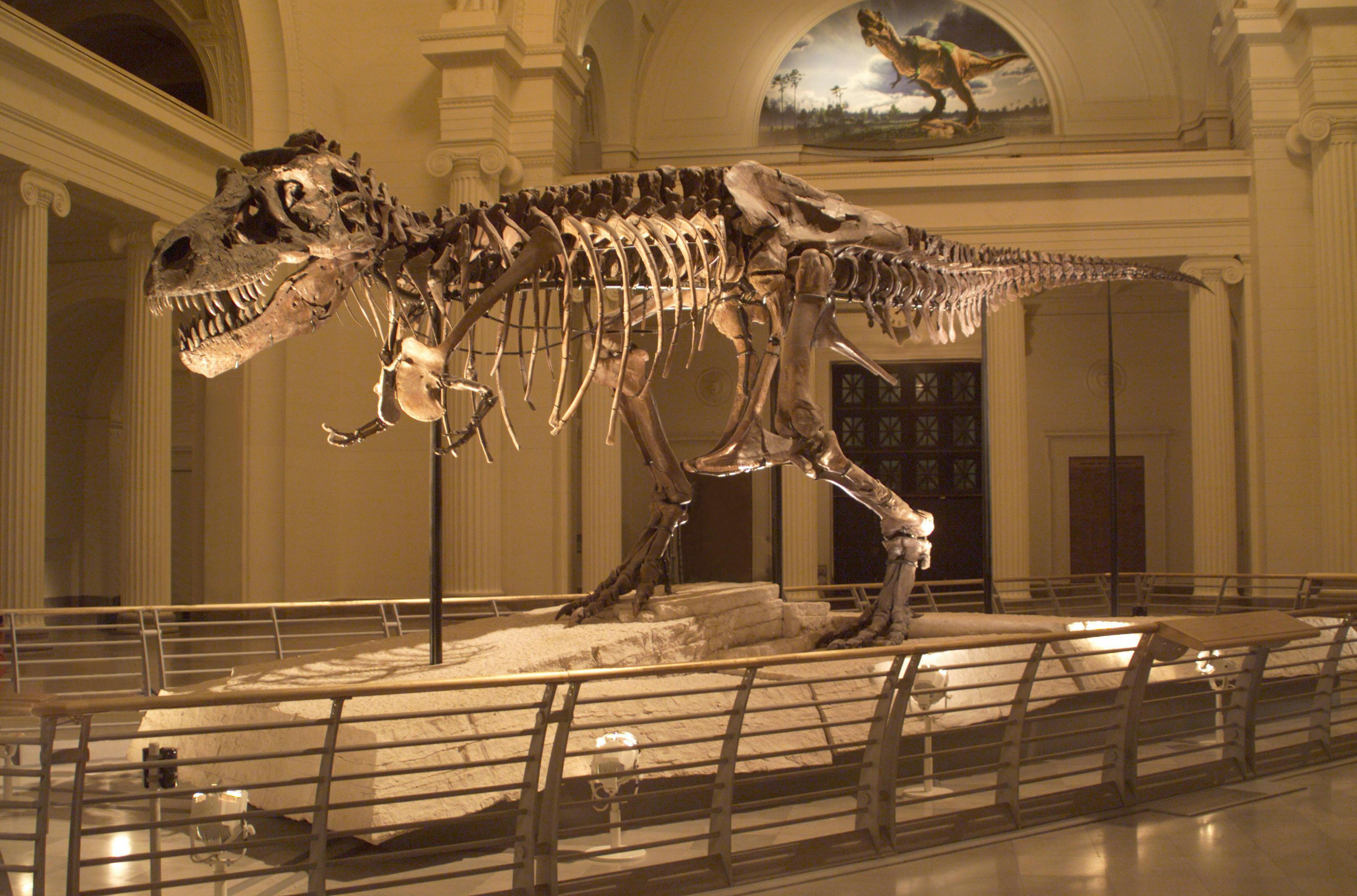 Fossil skeleton of SUE the T. rex