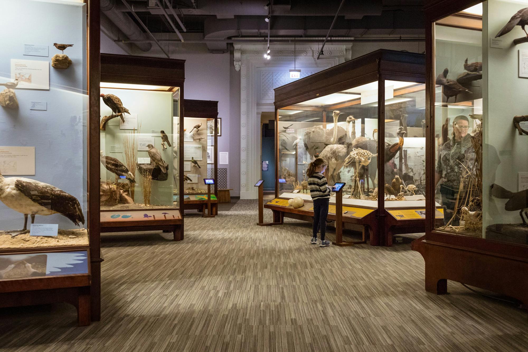 A kid stands in the middle of a gallery, looking at an interactive screen outside a display case full of large flightless birds. There are four other display cases with taxidermied birds in the room. In the right foreground, another visitor can be seen through the glass of a display, looking at the specimens inside.