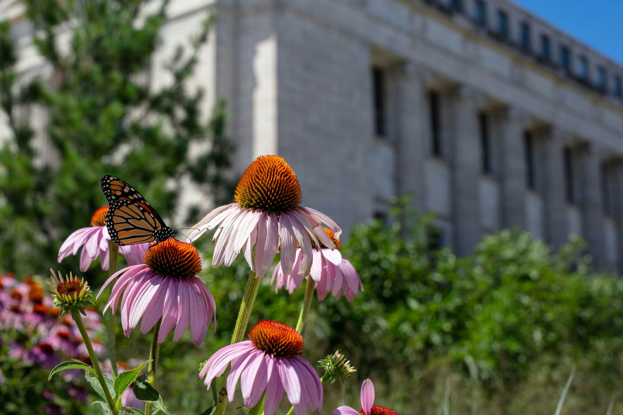 A monarch butterfly sits on a coneflower in front of the Field Museum.