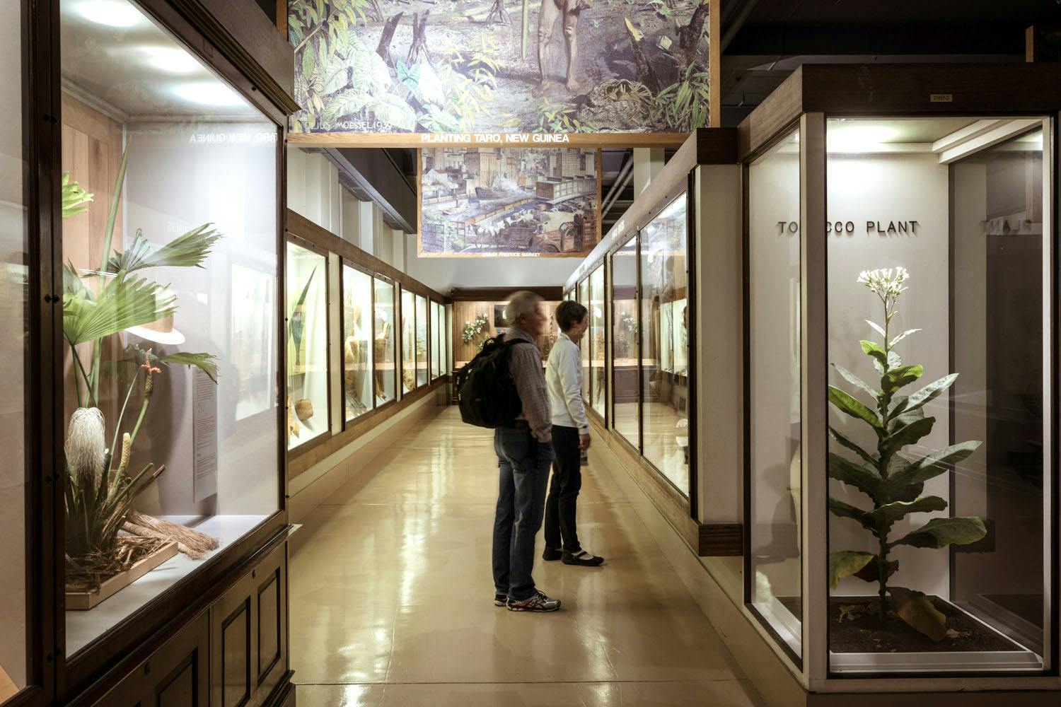 Two visitors stand in between glasses cases in Plants of the World. They are standing to their side, looking straight forward at plant models. A replica tobacco plant is displayed in its own case at the front of the hallway.