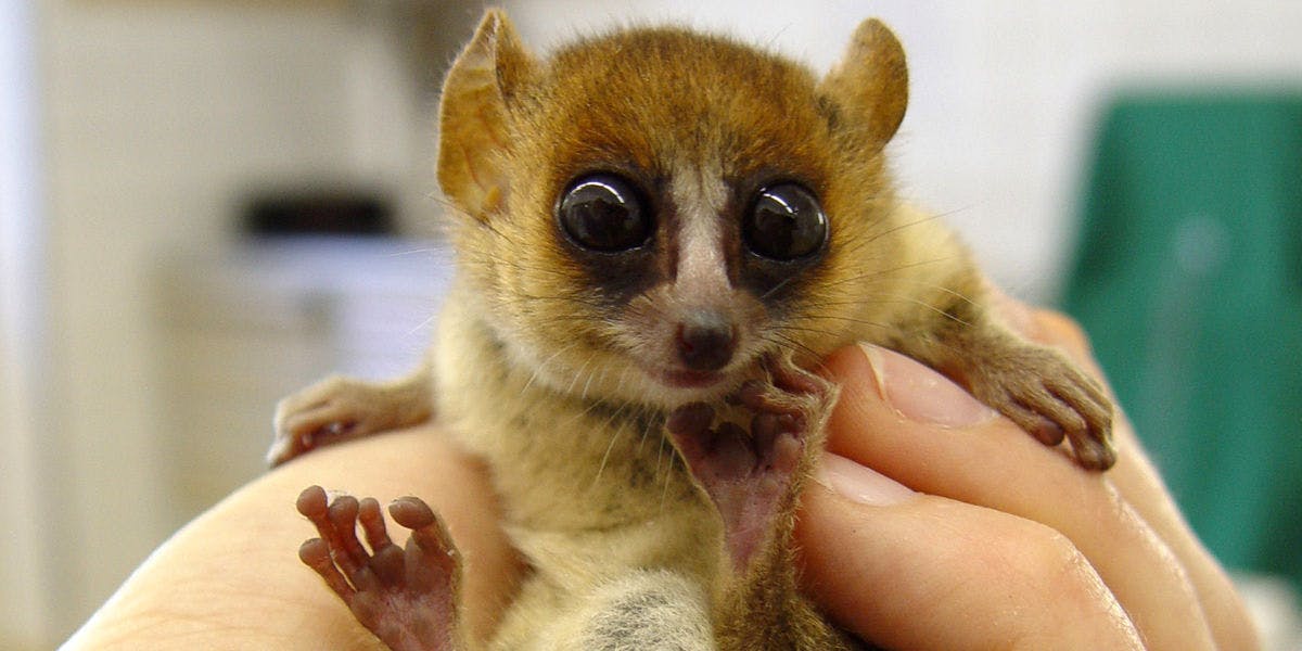 A tiny primate, the Goodman's mouse lemur, held in a person's hand.