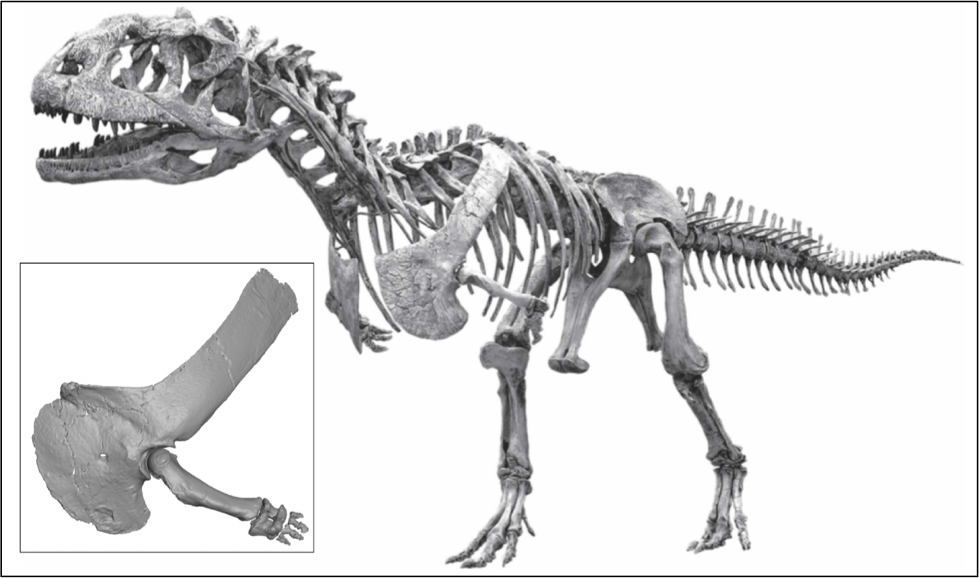 Black and white dinosaur skeleton, with an inset of its small arm and hand