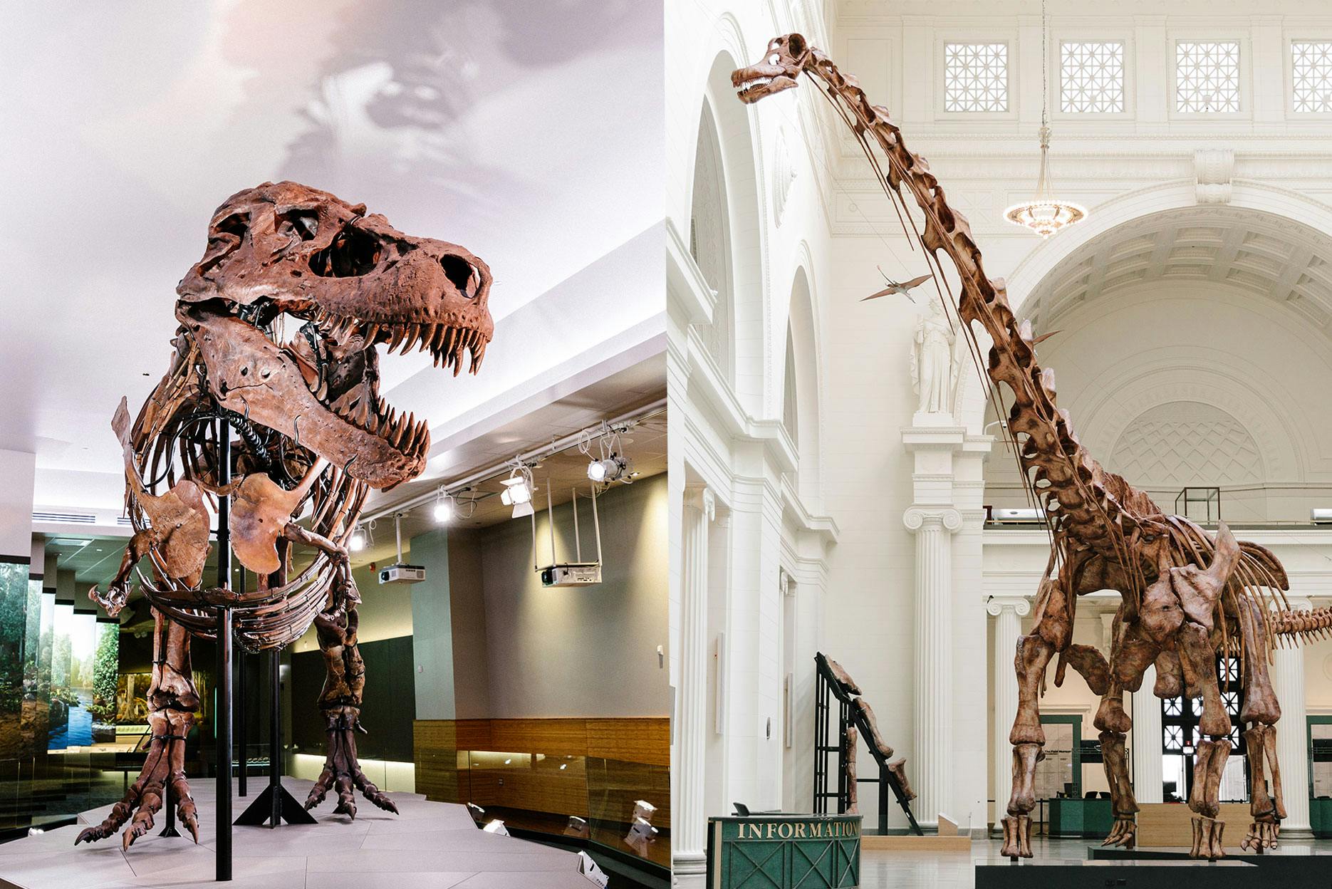 Left: A mounted T. rex skeleton inside a museum gallery. Right: A long-necked titanosaur skeleton in a large classical hall.
