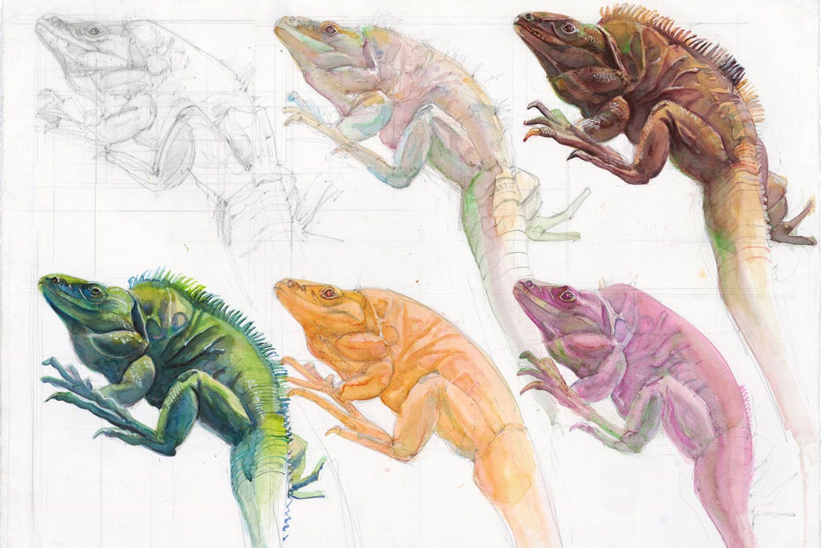 A series of six painted iguanas in different colors and stages of the process.