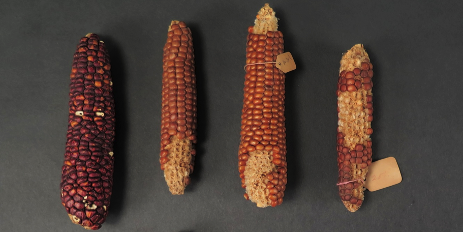 Four dried corn cobs that are shades of purple, orange, and brown