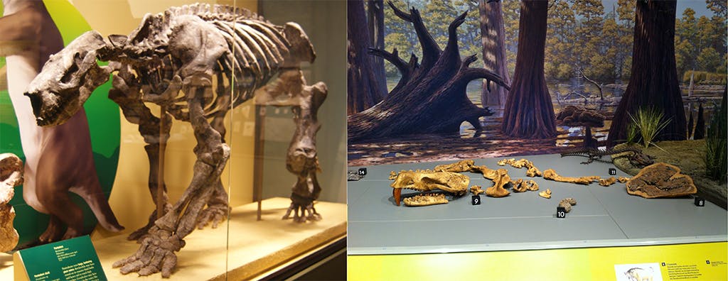 Left: A pantodont fossil at The Field Museum (photo by Dallas Krentzel). Right: The pantodont cast made from Field Museum specimens (photo courtesy of the North Dakota Geologic Survey).