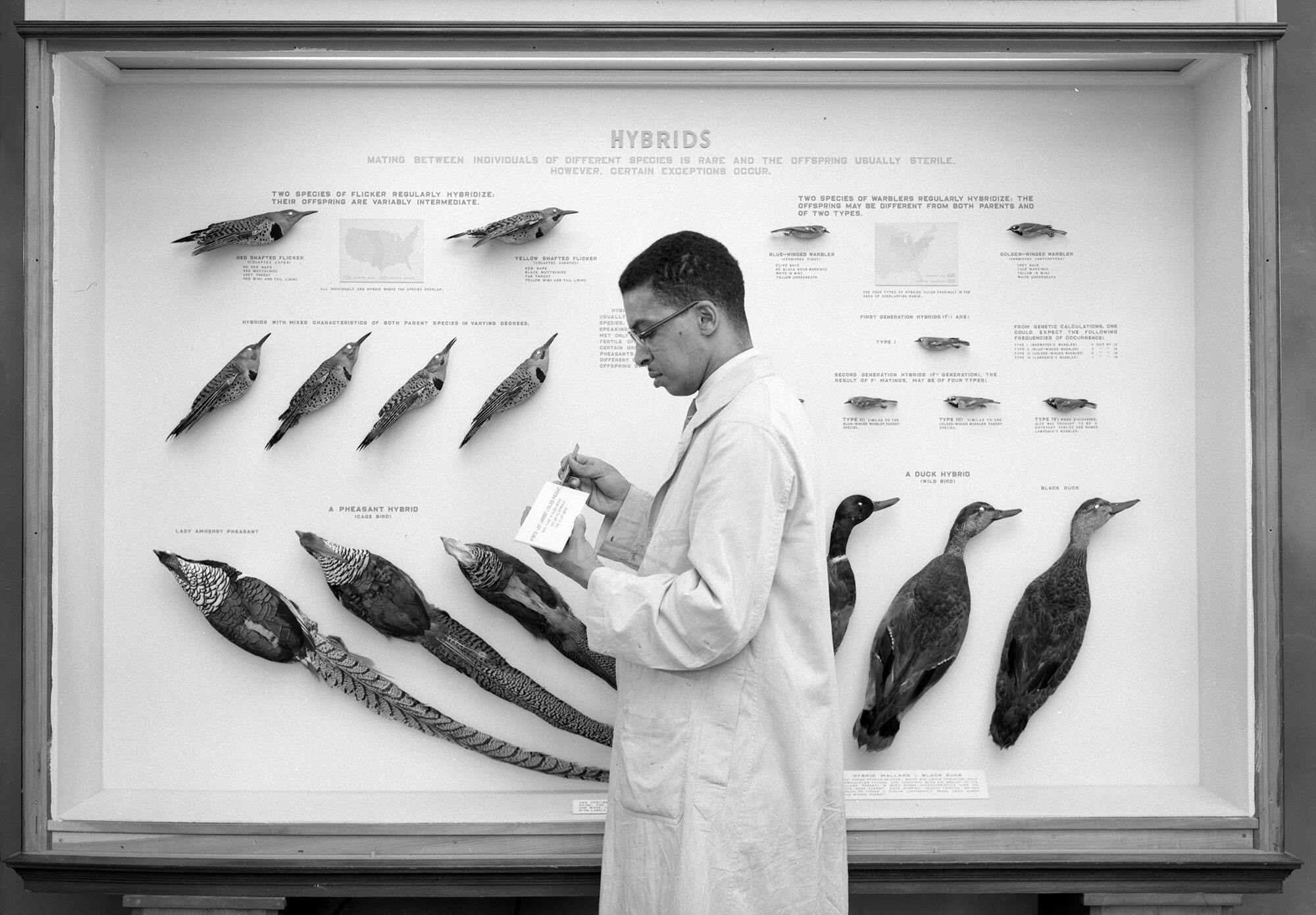 Carl Cotton, wearing a lab coat, stands in front of a display of bird specimens. He looks down at a card he’s holding in his hand.